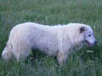 pastore abruzzese